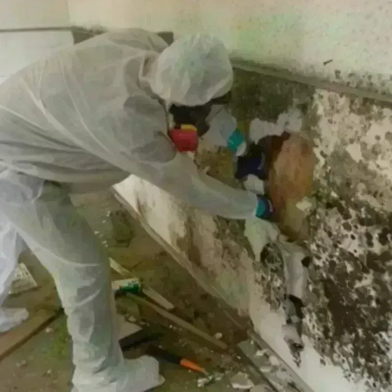 Mold Remediation and Removal in Greenville, PA